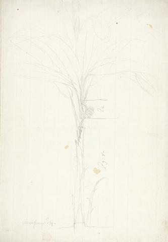 James Bruce Musa x sapientum L. (Banana): preliminary outline drawing of habit of tree with fruit