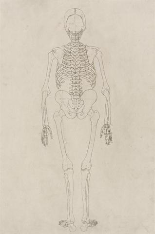 George Stubbs Human Skeleton, Posterior View (Relates to Table II)