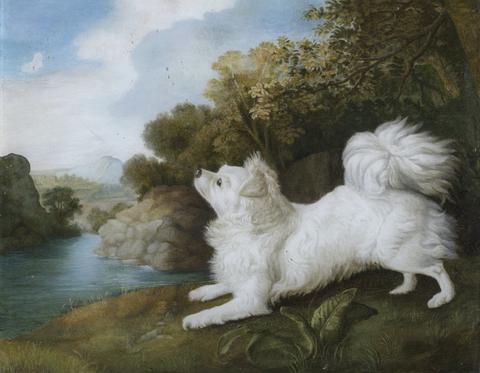 George Stubbs Portrait of a Spanish Dog belonging to Mr. Cosway, chasing a butterfly