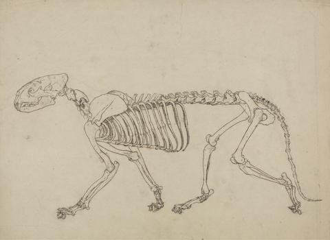 George Stubbs Tiger Skeleton, Lateral View (Study for the key figure to Table IV)