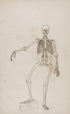 George Stubbs Human Skeleton, Anterior View