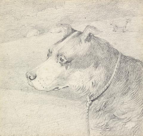 Henry Thomas Alken Head and Shoulders of a Collie Dog, Wearing a Leash or Tether, Sketchy Sheep in Background