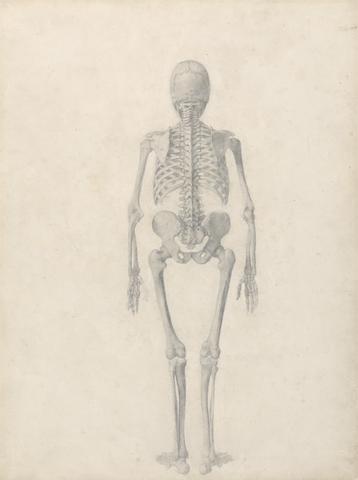 George Stubbs Human Skeleton, Posterior View (Finished Study for Table II)