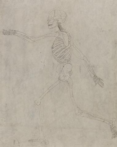 George Stubbs Human Skeleton, Lateral View