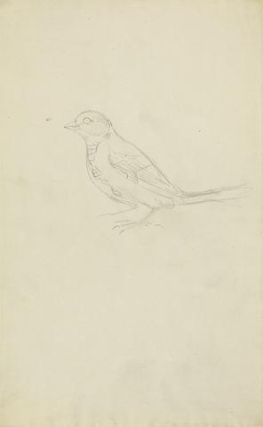 James Sowerby A Marsh Tit