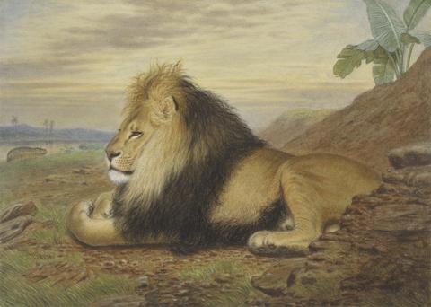 Thomas William Wood A Lion