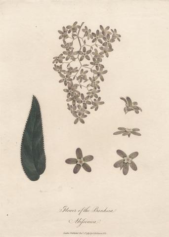 Flower of the Banskia Abissinica 1789