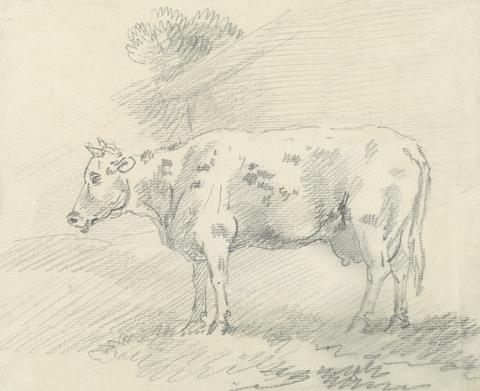 Sawrey Gilpin Cow