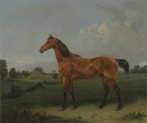 A Bay Horse in a Field