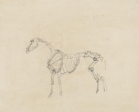 Sawrey Gilpin Horse Skeleton