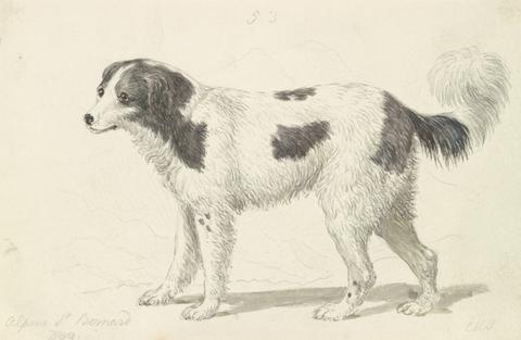 Charles Hamilton Smith The Alpine, or Great St. Bernard Dog