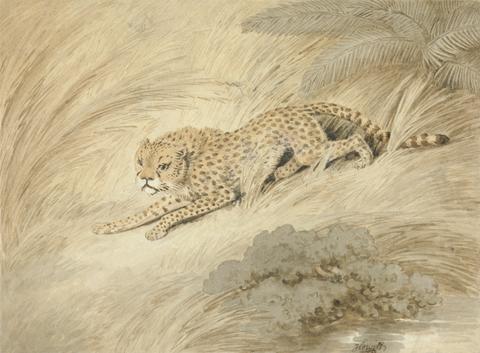 A Cheetah Crouching by a Pool
