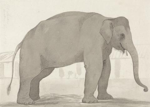 William Daniell An Indian Elephant at Lucknow, September 1, 1789