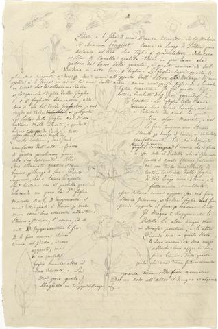 Luigi Balugani Otostegia tomentosa: outline sketch of flowering stem with details of flowers and leaf