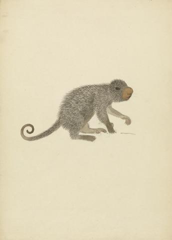 James Sowerby South American Porcupine