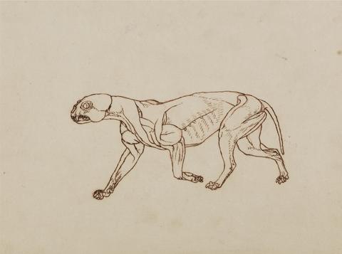 George Stubbs Leopard Body, Lateral View