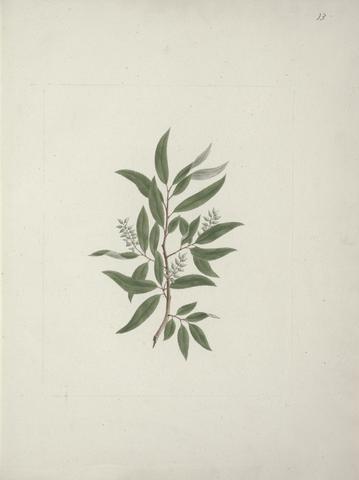 Luigi Balugani Salix subserrata Willd. (Willow Tree): finished drawing without details
