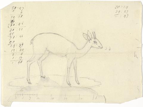 Luigi Balugani Study of a Deer
