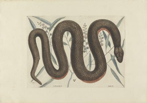 Mark Catesby An Reinoides &c., Anguis &c. (The Copper-Belly Snake), Plate 46 from the 'Natural History of Carolina, Florida and the Bahama Islands', volume I, 2nd edition, London, 1754