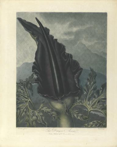 William Ward The Dragon Arum, 1801, from Robert John Thornton, the 'Temple of Flora', 1799-1812