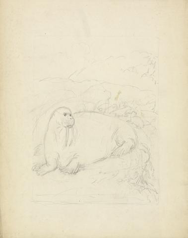 James Sowerby Walruses on Cliffs