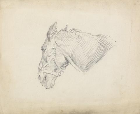 unknown artist Study of a Horse's Head
