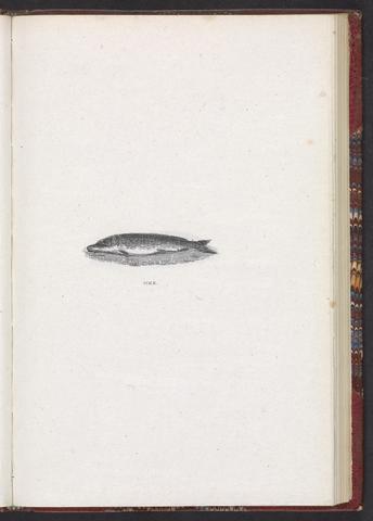 Bewick, Thomas, 1753-1828. Woodcuts of British fishes /