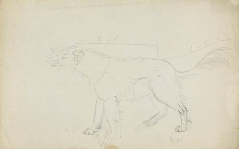 James Sowerby A Dog (marked with measurements)