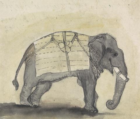 Gangaram Chintaman Tambat Elephant
