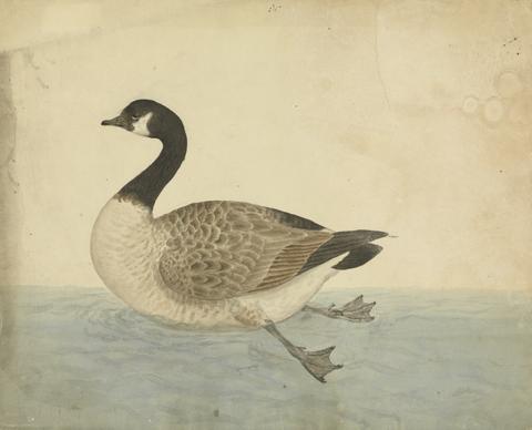 James Sowerby A Goose