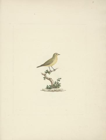 Luigi Balugani Unidentified Bird