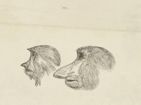 unknown artist Heads of Two Proboscis Monkeys