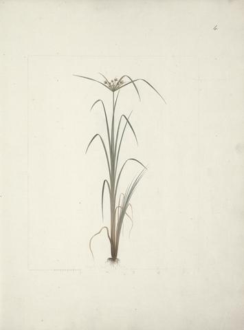 Luigi Balugani Cyperus species 2: finished drawing of flowering plant and root
