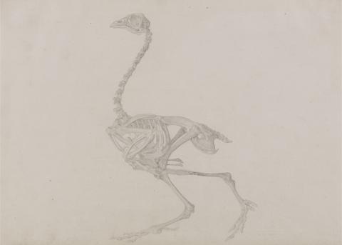 George Stubbs Dorking Hen Skeleton, Lateral View (Finished study for an unpublished table)