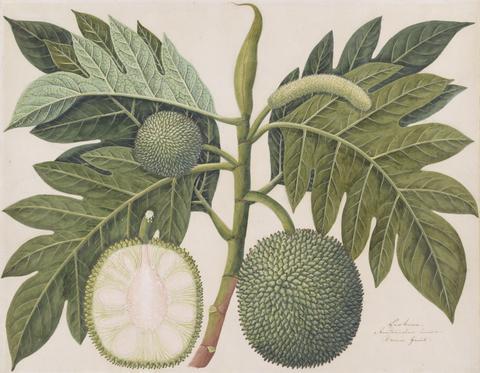 Unknown artist (Company style) Breadfruit Plant (Artocarpus altilis)