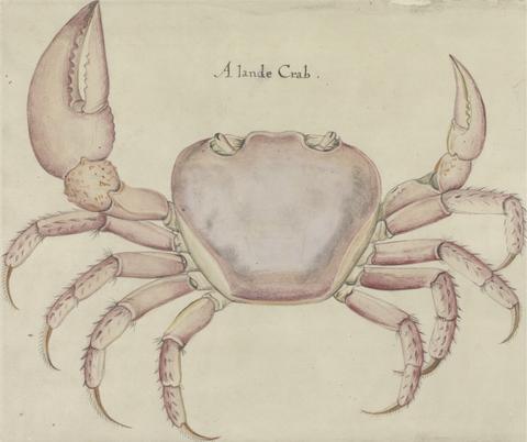 Mrs. P. D. H. Page Land Crab, after the Original by John White in the British Museum [Caribbean and Oceanic, No. 5 A]