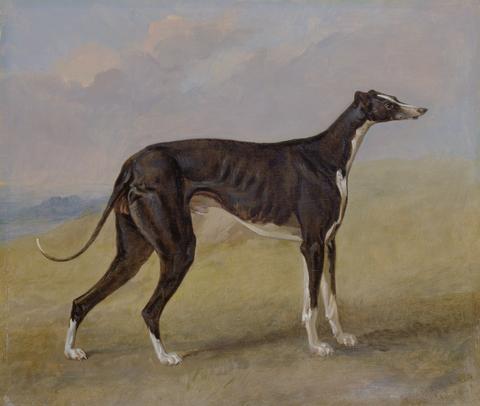 Turk, a greyhound, the property of George Lane Fox