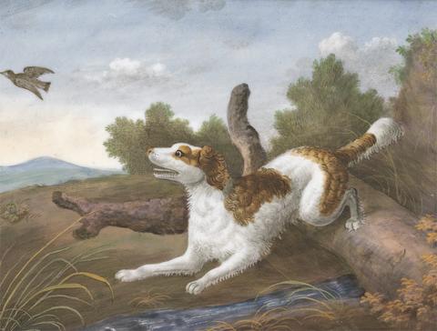 unknown artist Springer: A Spaniel Bounding Over a Log to Spring a Snipe on the Left