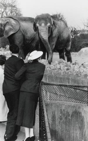 Lewis Morley Couple with Elephants, London Zoo