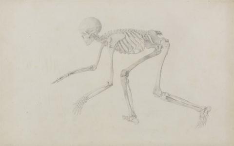 George Stubbs Human Skeleton, Lateral View (in Crawling Posture; finished study for an unpublished table)