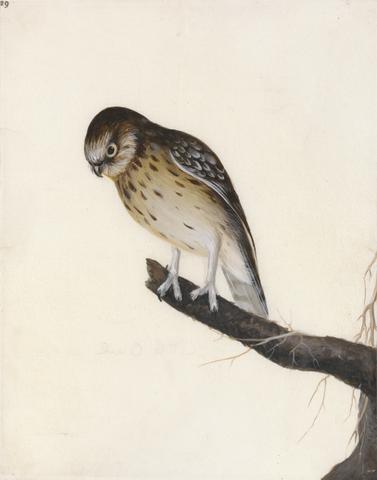 William Lewin Owl: Little Owl