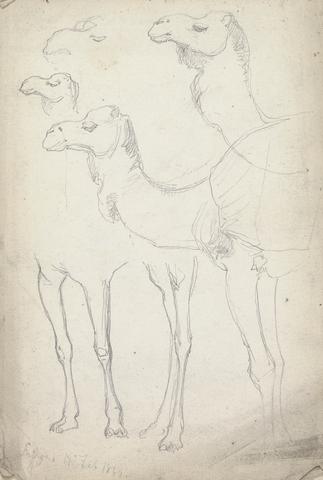 William Simpson Studies of Camels, Lahore, 17 February 1860