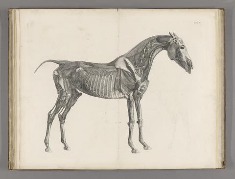 Stubbs, George, 1724-1806. The anatomy of the horse :