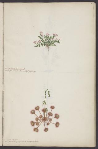 Wickham, Harriet, 1766-1847. Album of watercolors of flowering plants in Yorkshire and Cumbria.
