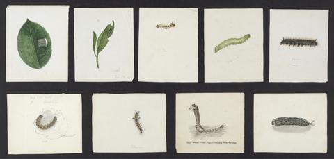Stephens, James Francis, 1792-1853. Haustellata lepidoptera diurna.