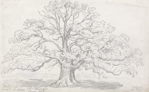 James Ward Mr. Howard's Large Oak, August 5, 1820