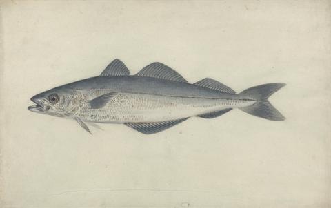 James Sowerby Coal Fish