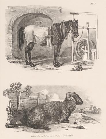 Henry Walter Untitled Images of Livestock, Plate 5
