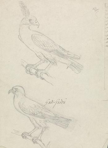 James Bruce Graphite Sketch of Two Unidentified Birds