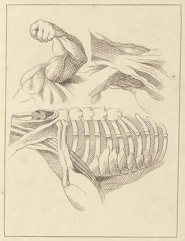 Hamlet Winstanley Anatomical Studies of Shoulders, October 16, 1716